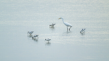 Snowy Egret and Pied Avocet foraging on the beach.