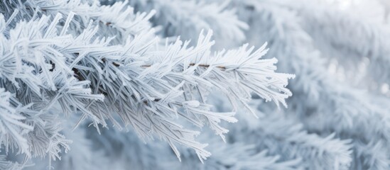 Frosted coniferous branches in a serene winter landscape showcasing snow-covered tree foliage in cold weather conditions