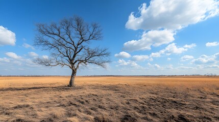 Fototapeta premium Lonely leafless tree standing amidst golden grass under a blue sky with fluffy clouds.