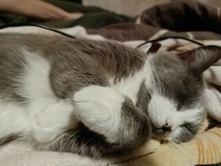 cat sleeping on the bed