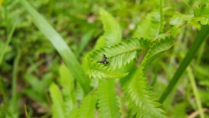 Photo of a rare striped fly perched on a leaf. Photo taken on the mountain.