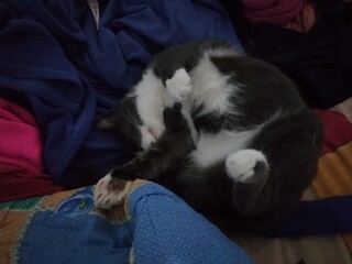 the cat is stretching