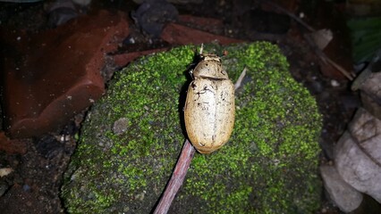 Polyphylla alba - largest of the European Melolonthinae. It is covered with fine white pubescence which forms marbled spots.Like other members of the genus, males possess an enlarged antennal 