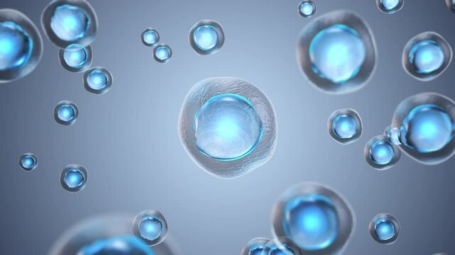Animation of Floating Human Cells with Nucleus and Membrane