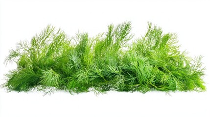 Fototapeta premium Fresh Dill - Vibrant Green Herb