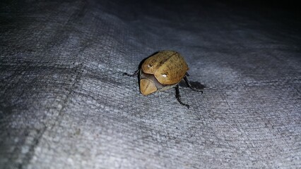 Polyphylla alba - largest of the European Melolonthinae. It is covered with fine white pubescence which forms marbled spots.Like other members of the genus, males possess an enlarged antennal 