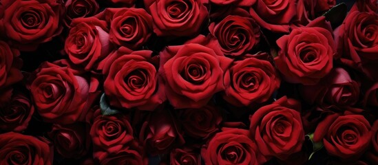 Aerial View of a Lush Arrangement of Vibrant Red Roses in Full Bloom