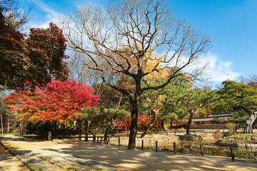 Naklejka premium 늦은 가을날의 종묘- 종로구, 서울 대한민국