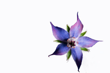 fleur de bourrache bleu sur fond blanc, png, transparent, ressource graphique © Fredstock51