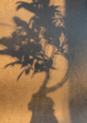 Abstract still life with flower shadow, blurred background and shadow