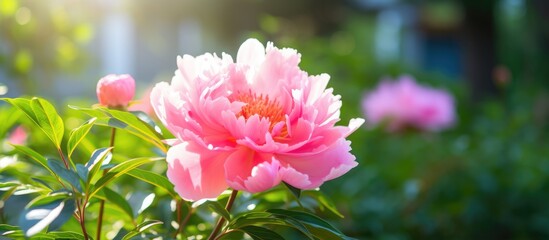 Fototapeta premium Delicate pink peony in a vibrant garden with soft morning sunlight and bokeh effects creating a serene floral ambiance.