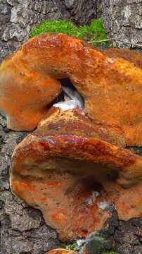 Phellinus robustus - saprophytic wood fungus on an old oak tree stump in a garden, Ukraine