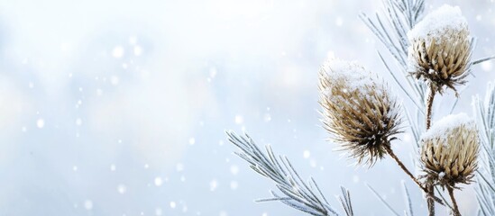 Winter scene of wild teasel covered in snow with blurred background ideal for holiday greeting cards featuring space for customization