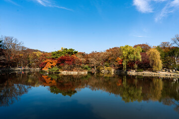 늦가을 창경궁 춘당지의  단풍- 종로구, 서울 대한민국