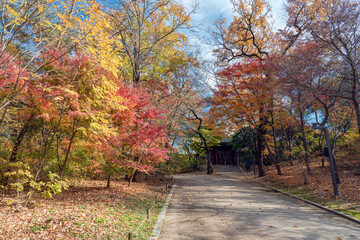 Obraz premium 늦가을 창경궁의 단풍길- 창경궁- 종로구, 서울 대한민국