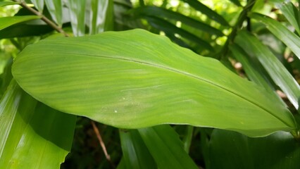 Obraz premium Very beautiful nature background. Wallpaper. Photo taken in the forest.