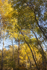 autumn leaves on the ground