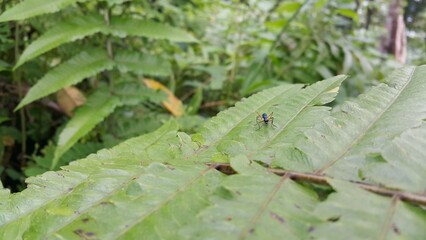 Photo of tarantula hawk, insect, wasp. Photo taken in a tropical forest.