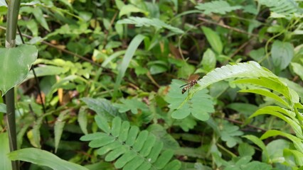 Paper wasp with long legs is resting on a leaf in the field. Yellow-ringed paper wasp. Photo taken in a tropical forest.