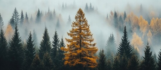 Fototapeta premium Autumn forest landscape showcasing a golden pine tree surrounded by misty evergreens and vibrant fall foliage