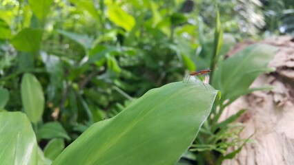 Obraz premium Rainieria antennaepes on a green leaf. Rainieria antennaepes is a species of stilt-legged flies in the family Micropezidae. The name 