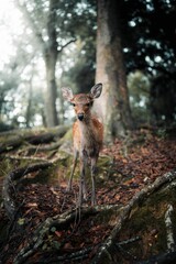Young deer in a forest