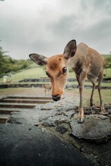 Young deer in a park