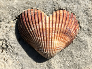A heart-shaped scallop shell resting on sand.