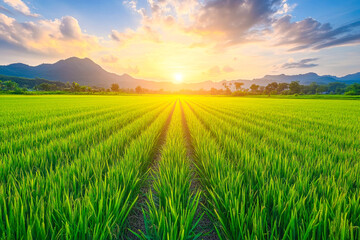 Fototapeta premium Paddy plants swaying in the wind