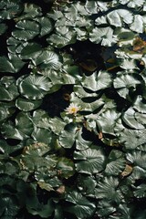 Leaves on pond water