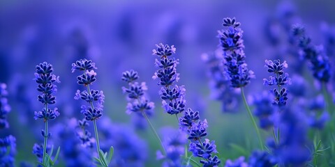 Close-up of vibrant purple lavender flowers in a field.