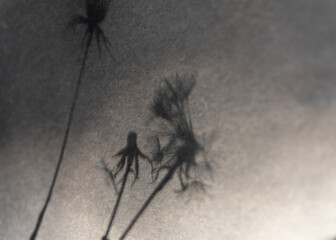Abstract still life with flower shadow, blurred background and shadow