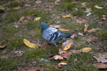 pigeon on the grass