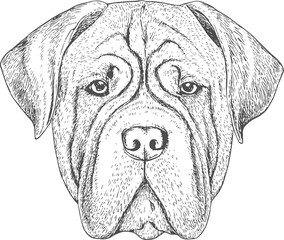 Dog Face, Hand-Drawn Vector, Graphic Style, Cartoon Illustration, Black and White, Sketch Style