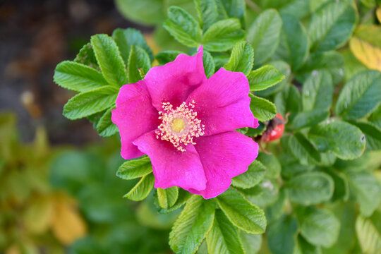 ハマナス　Ramanas Rose