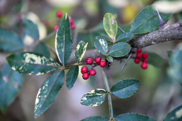フユザンショウ　Winged Prickly Ash