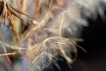 macro plant photography, blurred background and shadow, selective focus