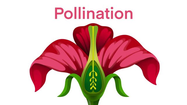pollination of flowering plants, Pollen Fertilization and Seed Development, autogamy and allogamy. Animation with caption, Flowering plants reproduce sexually through a process called pollination
