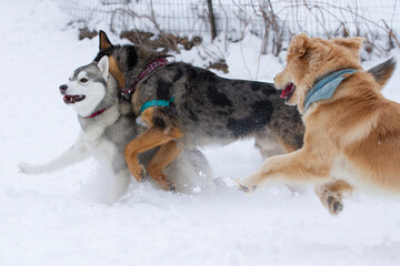 Husky being chased by other dogs through fresh powdery snow.