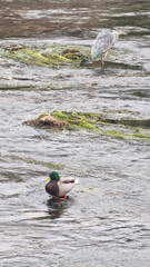 Duck and stork on the river
