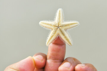 closeup topview starfish in hand