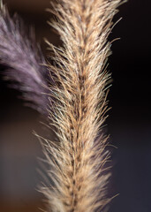 macro plant photography, blurred background and shadow, selective focus