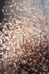 macro plant photography, blurred background and shadow, selective focus
