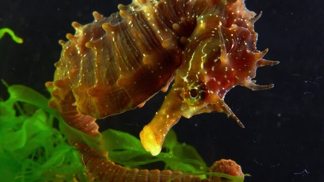 Long-snouted seahorse Hippocampus hippocampus hiding among green algae near the shore in the Black Sea