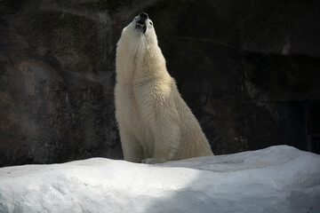 A polar bear sits in an enclosure at a zoo, holding its head high.