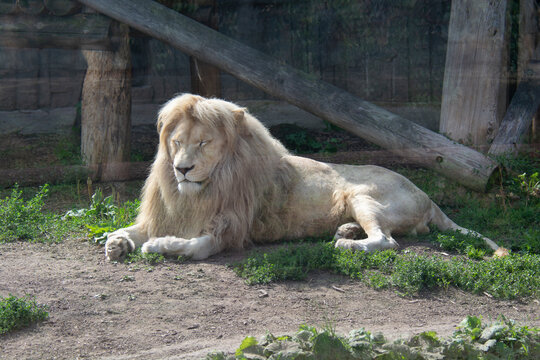 Lion sleeps in an enclosure at the zoo
