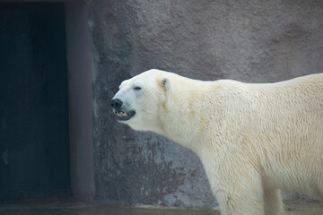 Close-up of a polar bear in an enclosure at a zoo