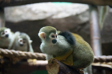 Little monkey in an enclosure at the zoo