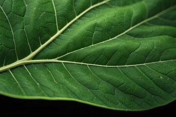 Obraz premium Green leaves of a philodendron plant. Nature leaves, green tropical forest, backgound concept