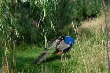 Beautiful peacock in the zoo